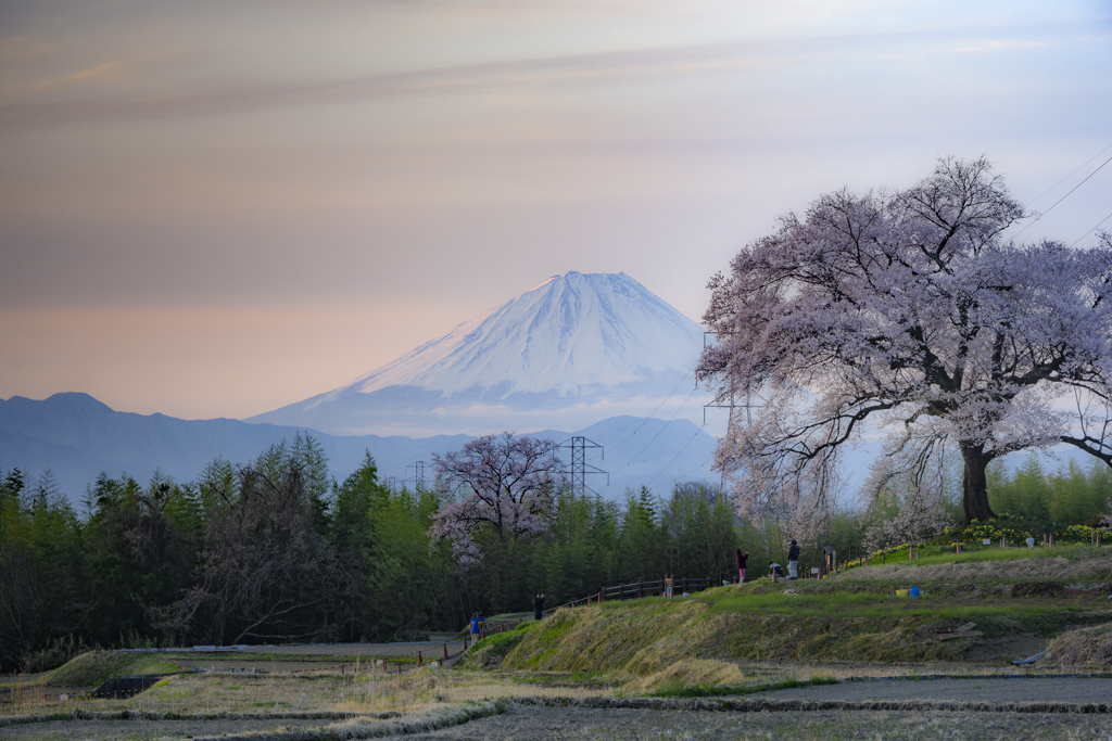 頬を桜色に染めて