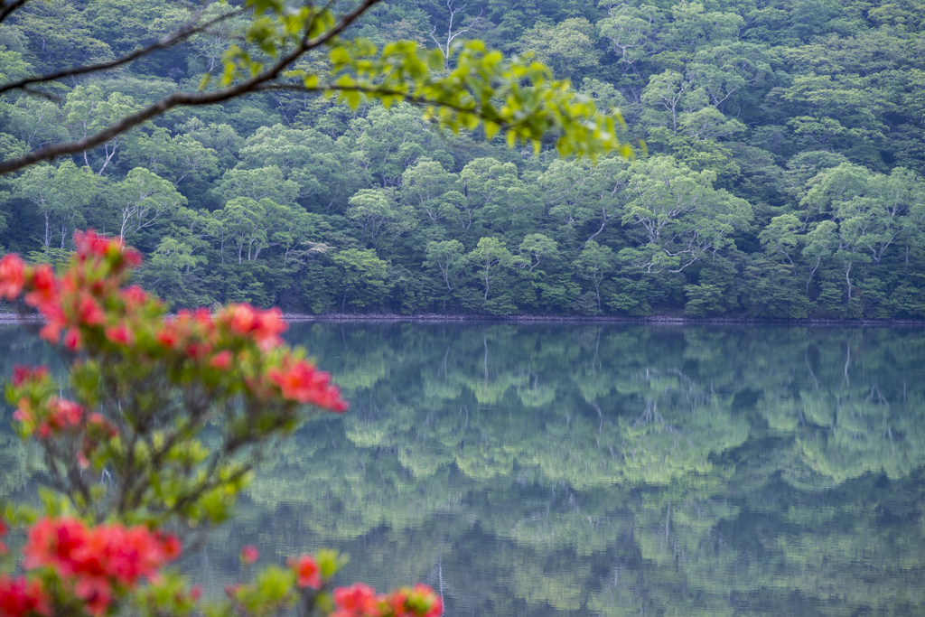 朱と緑の池