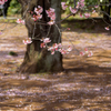 寒桜