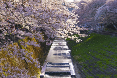 夕陽に透けて