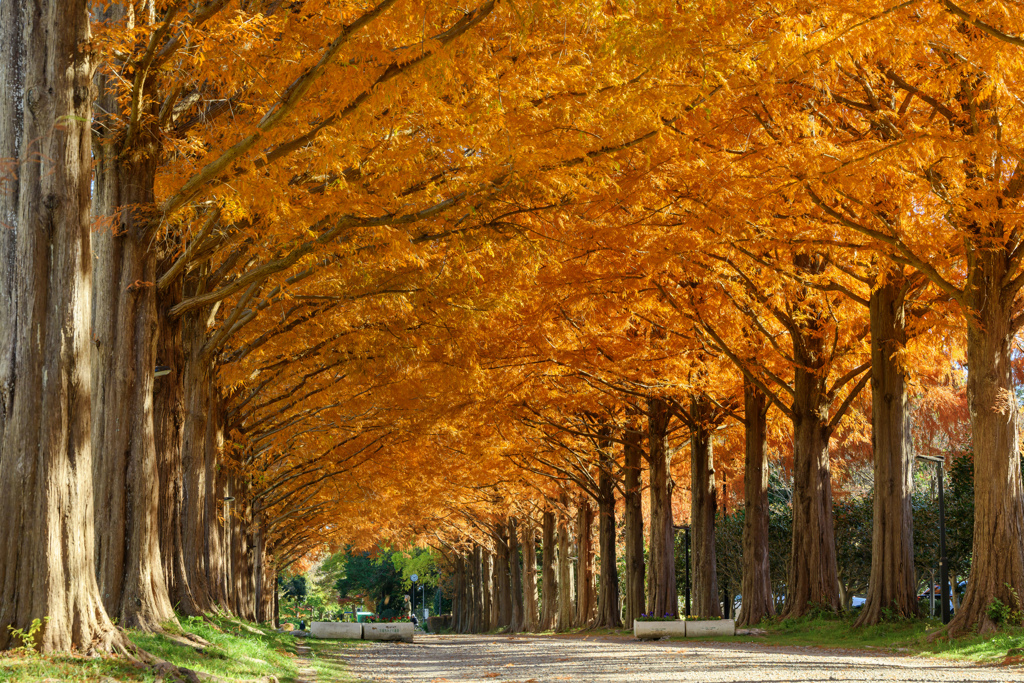 色付きの並木道