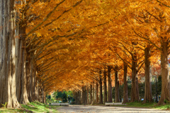 色付きの並木道