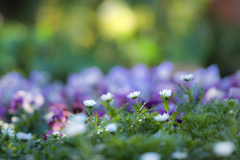 木漏れ日の花園