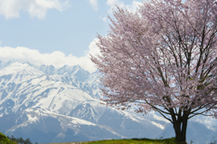 アルプスと桜