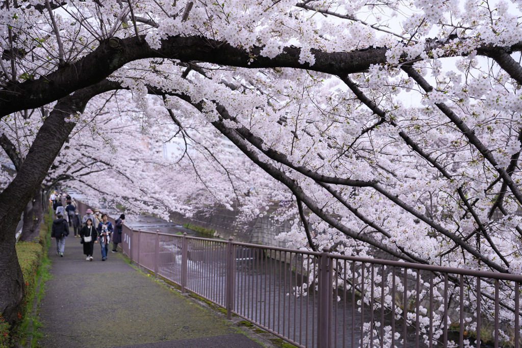 桜のトンネル