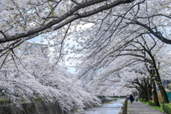 桜のトンネル
