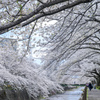 桜のトンネル