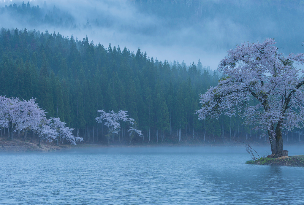 朝霧の桜湖