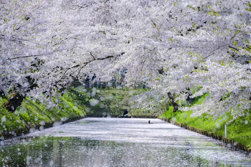 桜吹雪のお濠