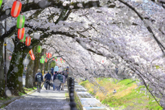 桜舞い散る遊歩道