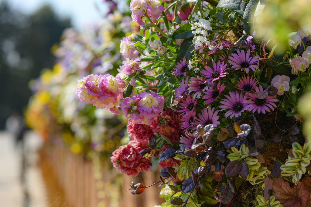 Hanging Basket