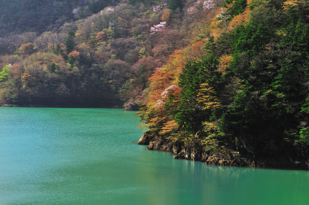 梓湖の春