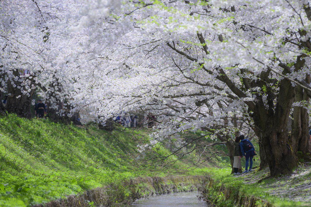 桜トンネル