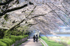 大栗川の桜