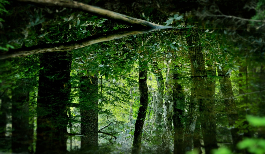 ANOTHER WORLD