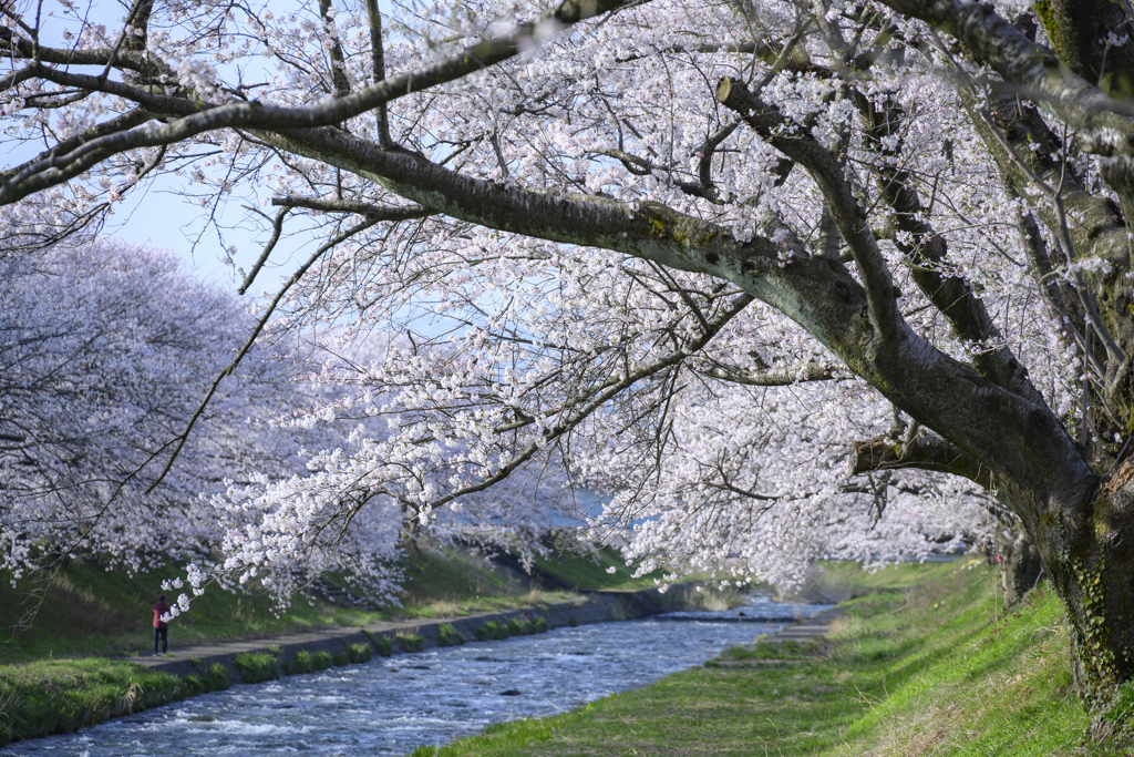 川べりの桜
