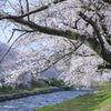 川べりの桜