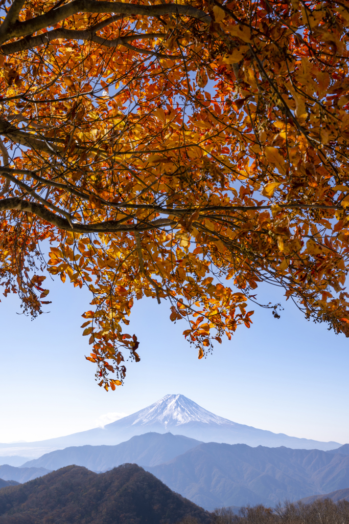 富士と紅葉