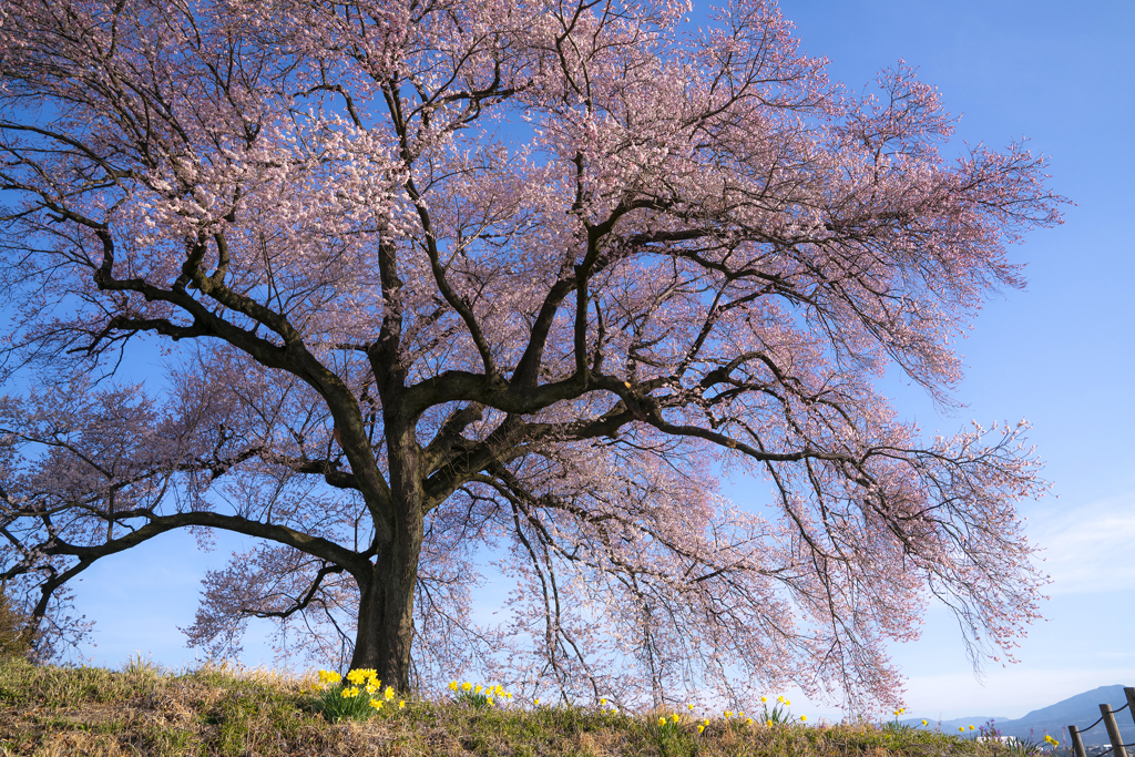 一本桜