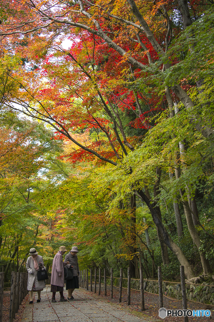 光明寺もみじ参道にて