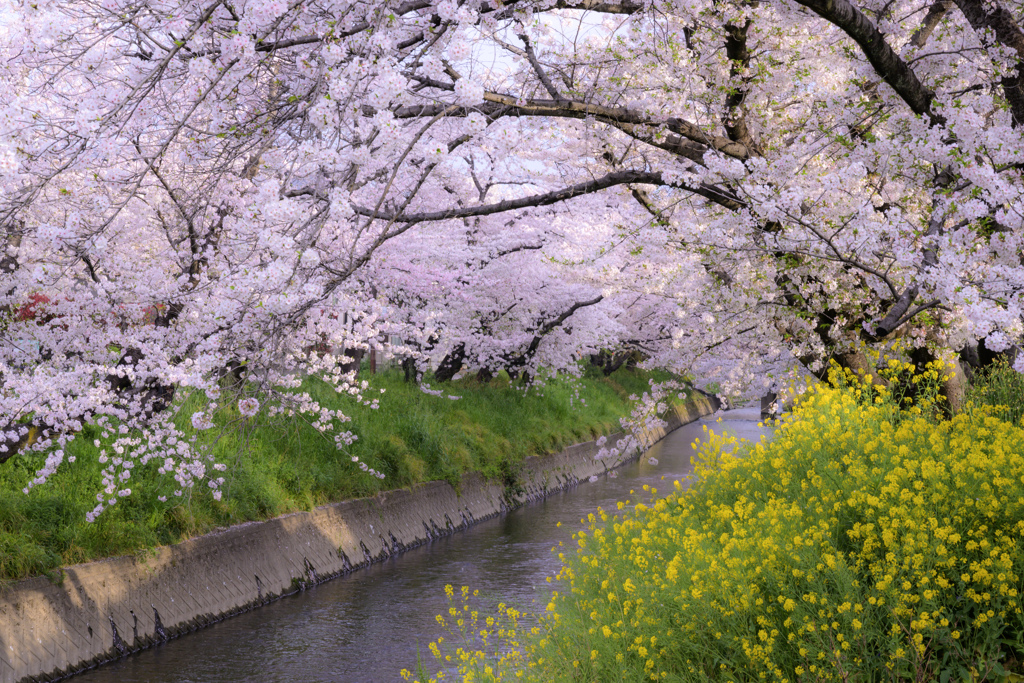 桜と菜の花