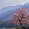 白馬の一本桜