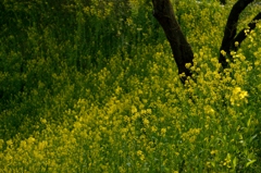 黄色の斜面