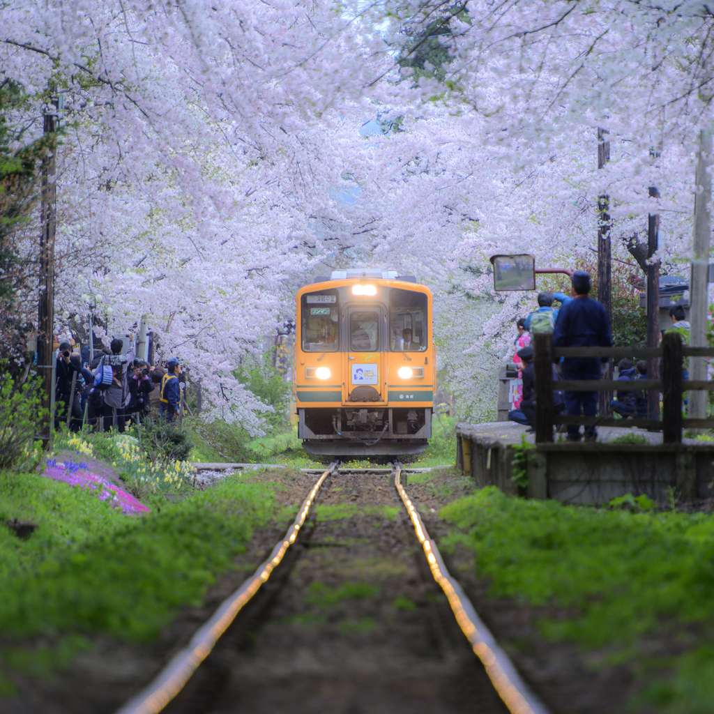 桜列車