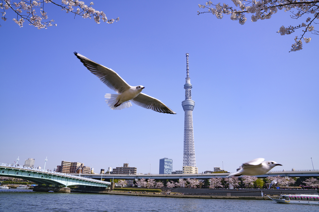 カモメとスカイツリー