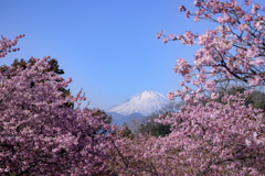 西平畑公園