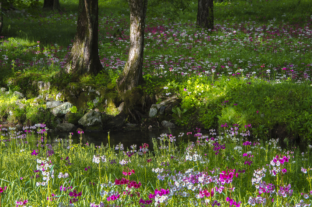 妖精たちの森