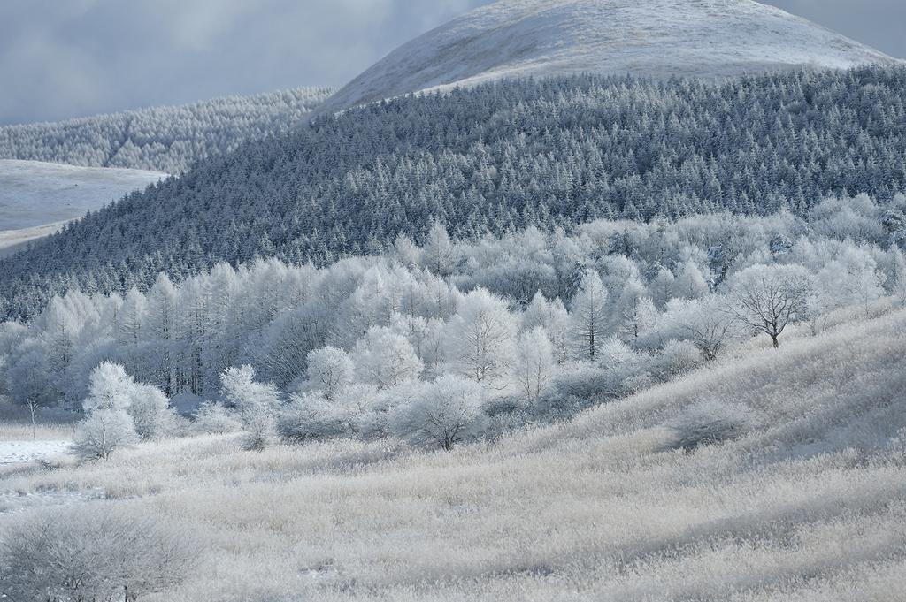 winter wonderland