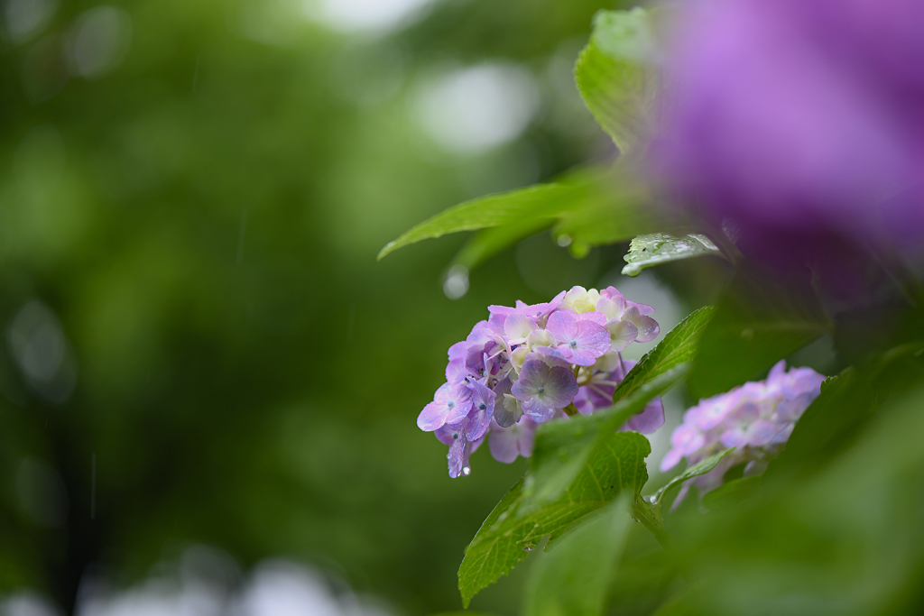 雨の日の彩