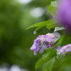 雨の日の彩