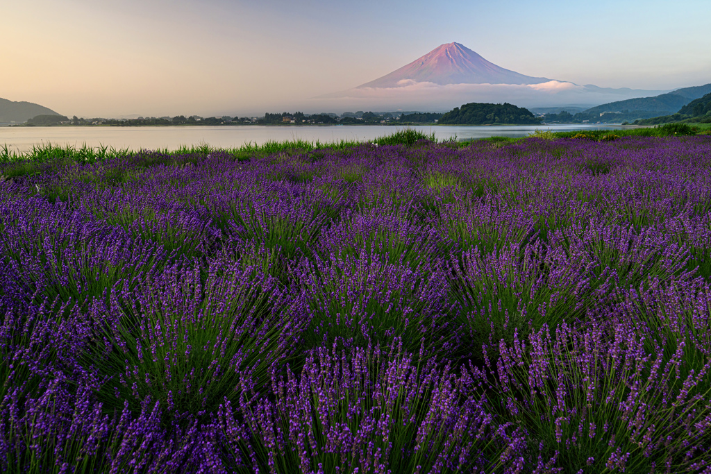 朝日に染まって