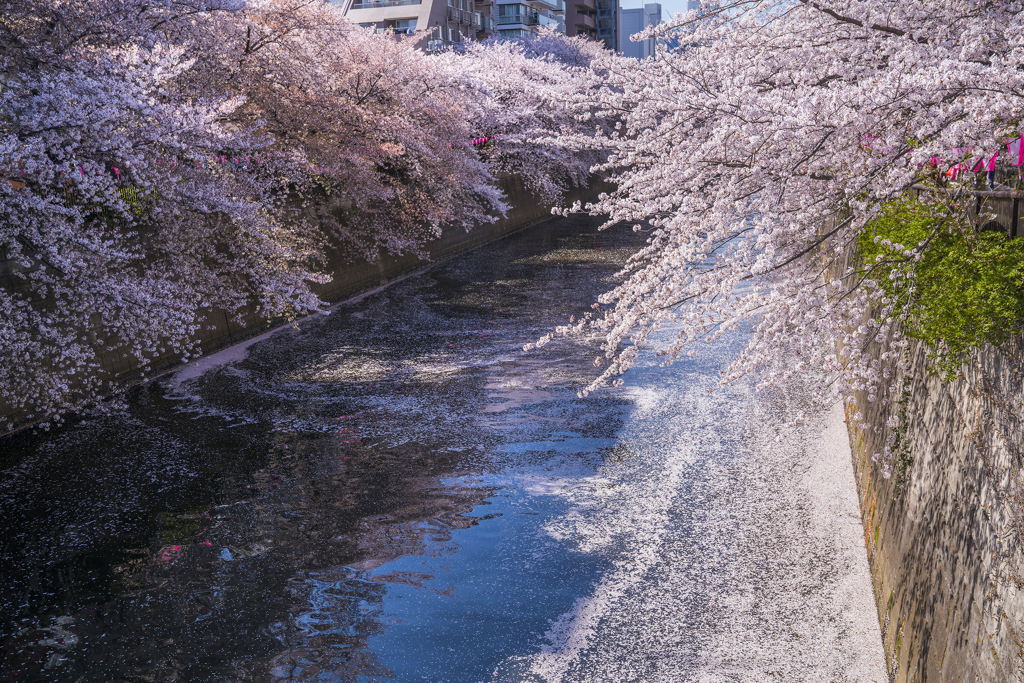 花筏のころ