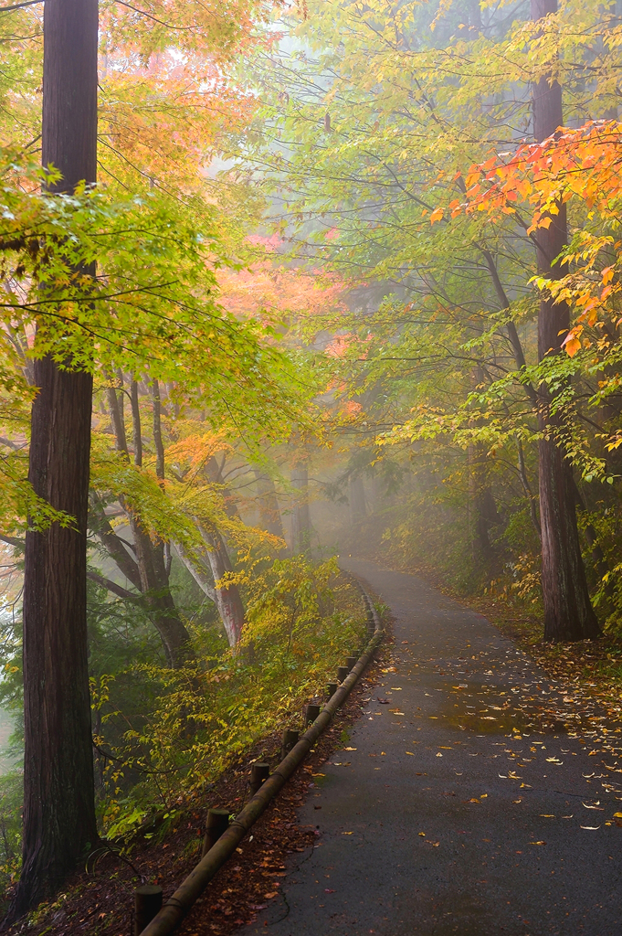 foggy path