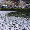 追手門口の花筏