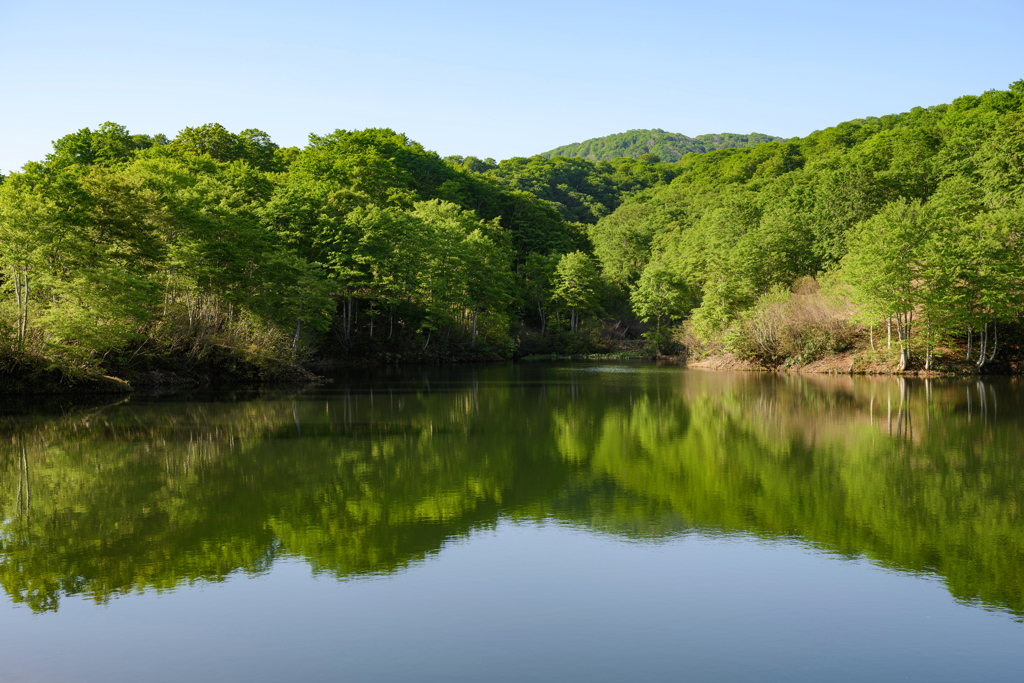 池の朝