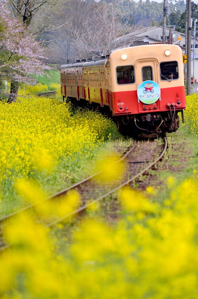 菜の花につつまれて