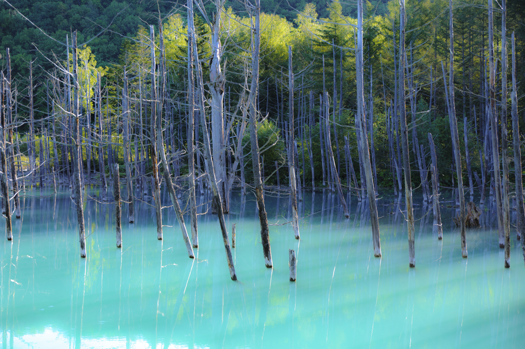 青い池