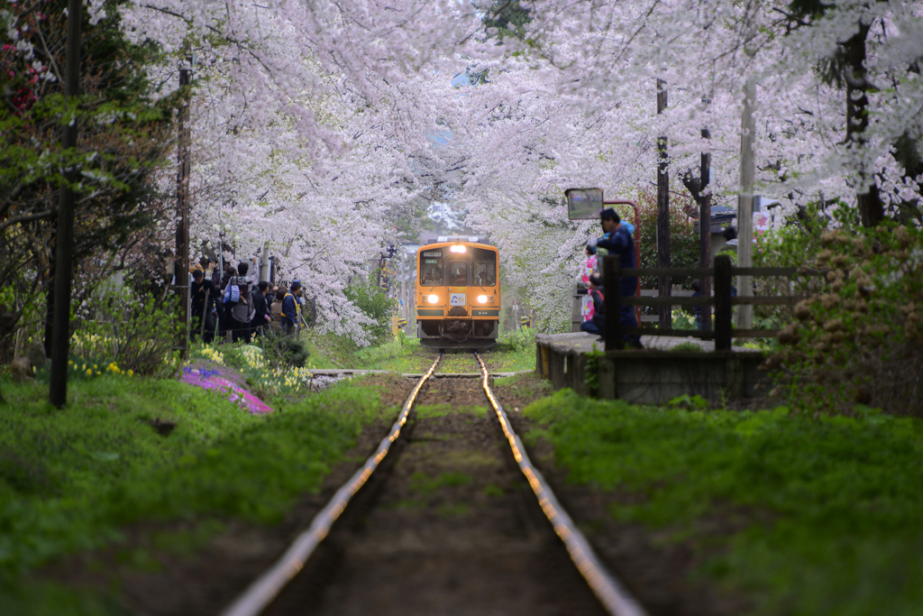 芦野公園の桜