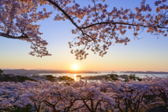 松島桜色の朝