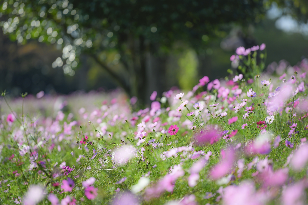 幸せの花園