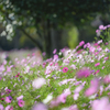 幸せの花園