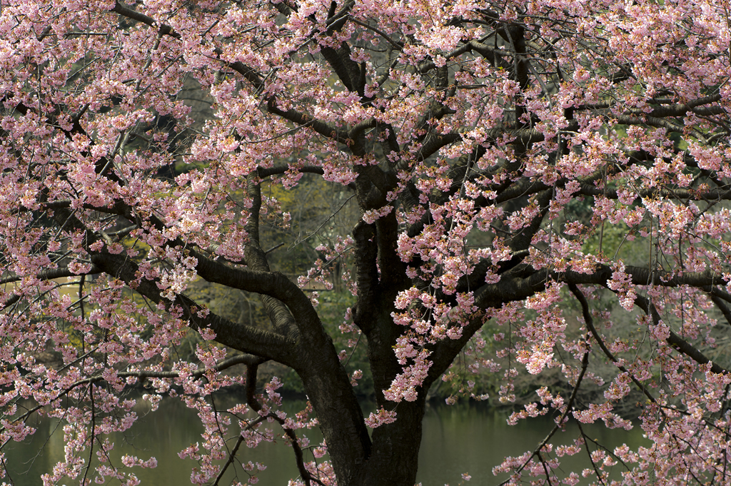 修善寺寒桜