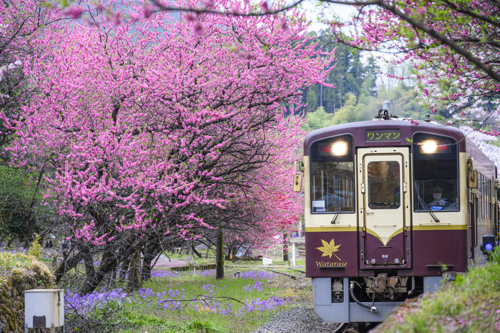 花桃と列車