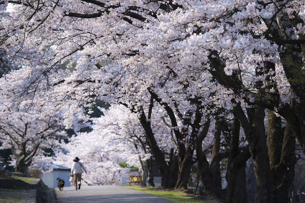 桜トンネルで散歩