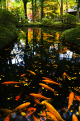 錦色の池