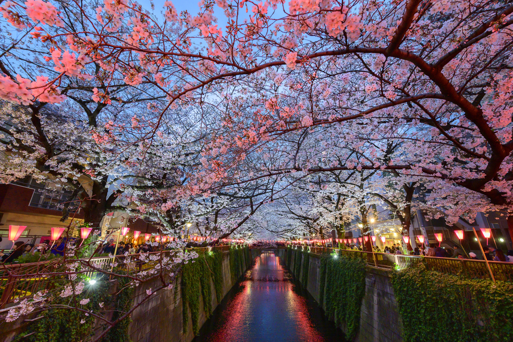 sakura arch